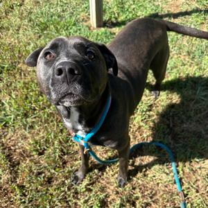 Billie Jean, Mixed Breed (Large), adult, available for adoption