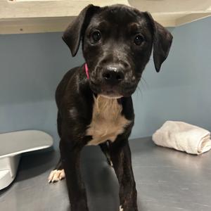 Banshee, Mixed Breed (Medium), young, available for adoption