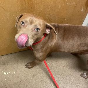 Beau, Mixed Breed (Medium), adult, available for adoption