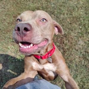 A brown dog with a red collar is sitting on grass, looking up with its mouth open and tongue out.