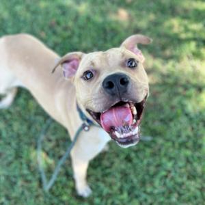 A happy dog with a light brown coat and a blue collar is standing on a grassy field, looking up with its mouth open and tongue out.