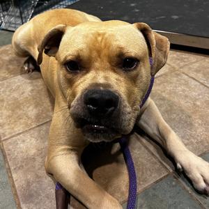Biggie, Mixed Breed (Large), adult, available for adoption