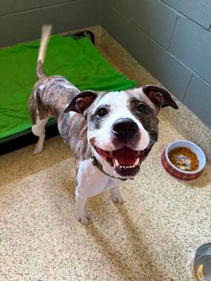 Beau, Boxer Mix, adult, available for adoption