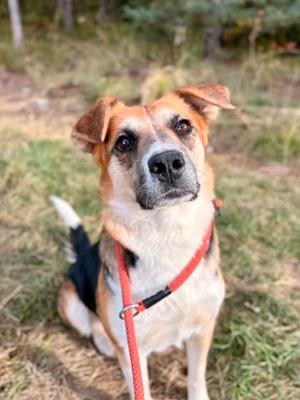 A brown and white dog with floppy ears and a black nose, wearing a red collar and leash, sitting on grass in a natural outdoor setting.