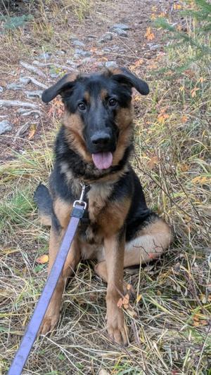 A German Shepherd dog sitting on the ground with a purple leash attached to its collar.