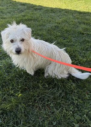 Ozzy, Terrier Mix, adult, available for adoption