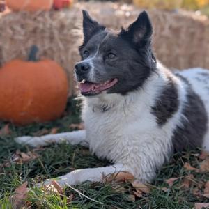 Blue, Border Collie Mix, adult, available for adoption