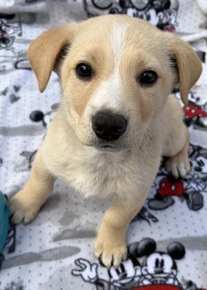 Heathcliff, Alaskan Husky Mix, puppy, available for adoption