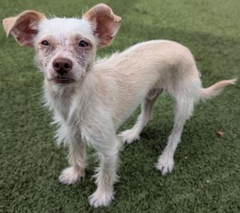 A small white dog with floppy ears standing on green grass.