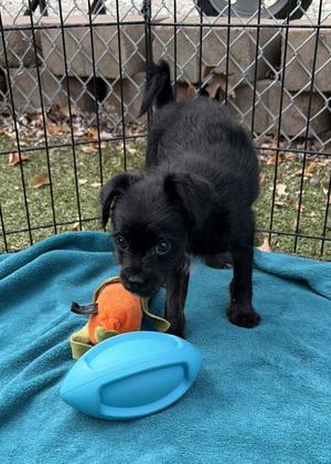 Armani, Terrier Mix, puppy, available for adoption