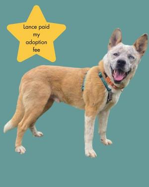 A happy dog standing on a teal background with a yellow star that says "Lance paid my adoption fee"