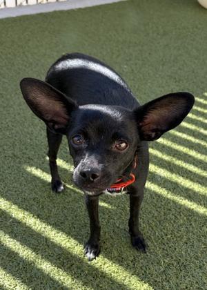 A black dog with large ears and a red collar standing on artificial grass, looking up at the camera.