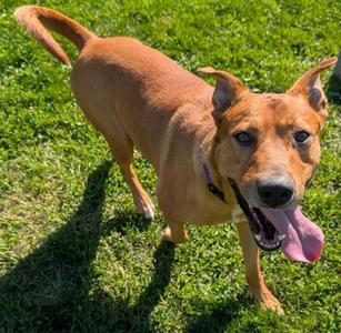 Bowser, Rhodesian Ridgeback Mix, adult, available for adoption