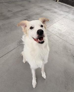 A white dog with floppy ears and a happy expression, standing on a concrete floor.