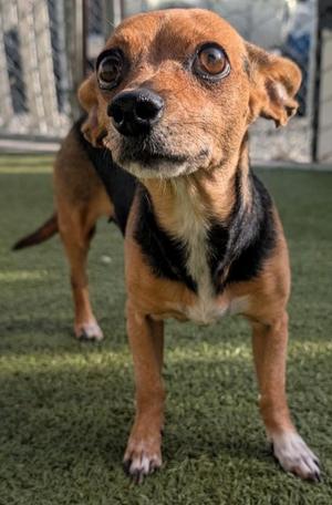 Cider, Mixed Breed, adult, available for adoption