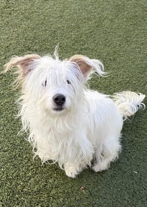 Shirley, Mixed Breed, adult, available for adoption