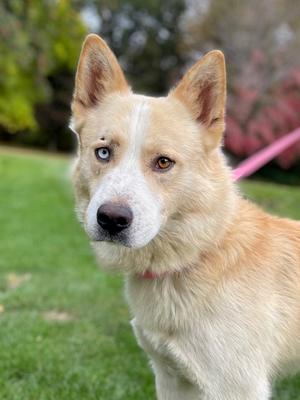 Jack, Alaskan Husky Mix, senior, available for adoption