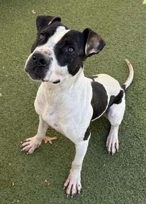 Rambo, Pit Bull Terrier Mix, adult, available for adoption