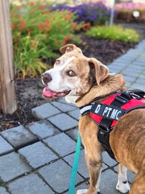 Budzie, Mixed Breed, senior, available for adoption