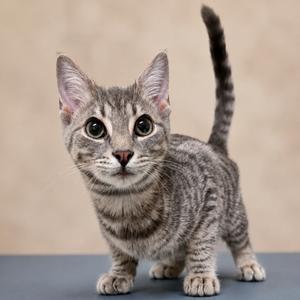 A gray tabby kitten standing on a blue surface with its tail raised, looking directly at the camera.