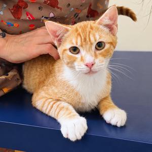 Kylo, adult, available for adoption