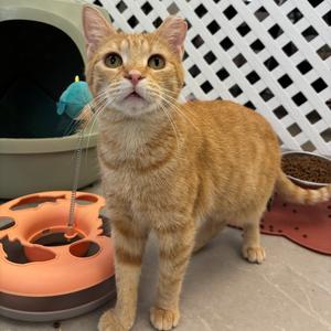 Iris, adult, available for adoption
