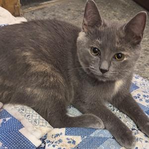 A gray cat lying on a blue and white patterned blanket.