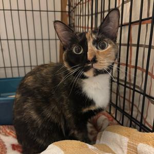 Bastet, adult, available for adoption