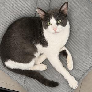 Gizmo, adult, available for adoption