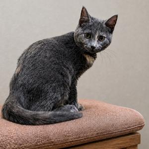 Graceland, adult, available for adoption