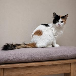 A calico cat with white, black, and orange fur sitting on a purple cushion on a wooden bench.