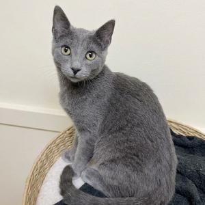 A gray cat sitting in a wicker basket with a black blanket.