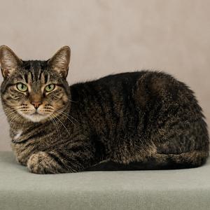 Hotrod, adult, available for adoption