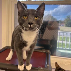 Bowser, adult, available for adoption