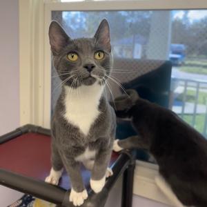 Koopa, adult, available for adoption