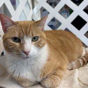 Kylie, adult, available for adoption
