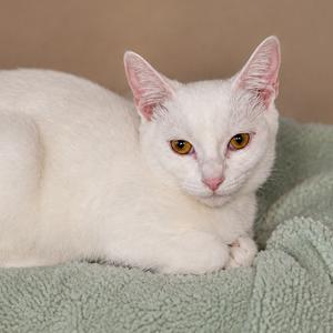 A white cat with yellow eyes lying on a green blanket.