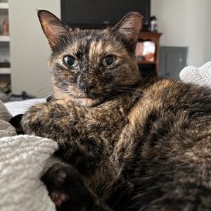Bellatrix, adult, available for adoption