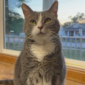 Ellie Mae, senior, available for adoption