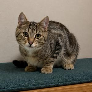 Chewie, adult, available for adoption