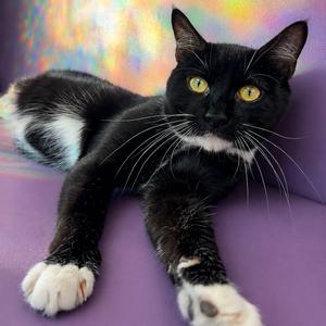Dean Martin (Deano), adult, available for adoption