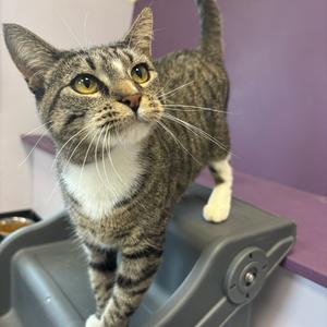 A tabby cat with white paws and chest standing on a gray plastic surface, looking up with bright green eyes.