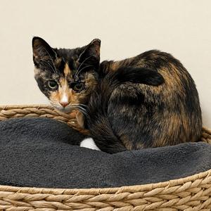 A tortoiseshell cat sitting in a woven basket with a gray cushion.