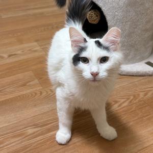Domino, adult, available for adoption