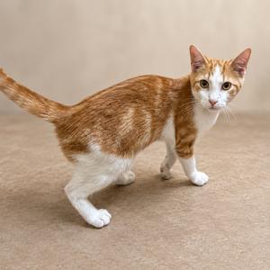 A ginger and white cat standing on a beige surface, looking directly at the camera with its ears perked up.