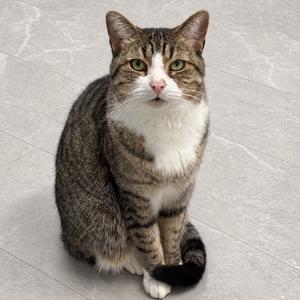 Cruiser, adult, available for adoption