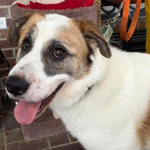 Teddy, Mixed Breed (Medium), adult, available for adoption