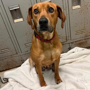 Roxy, Mixed Breed (Large), adult, available for adoption