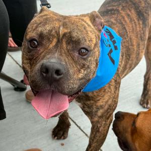 Einstein, Mixed Breed (Medium), adult, available for adoption