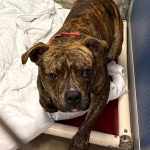 Einstein, Mixed Breed (Medium), adult, available for adoption